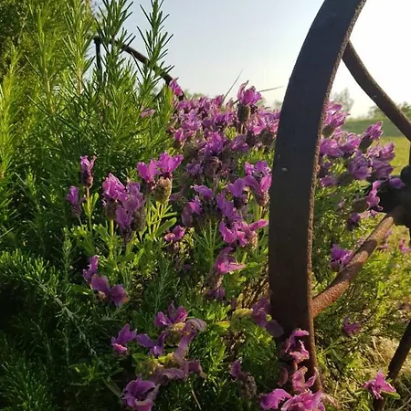Montesterlino 3* צ'זנה