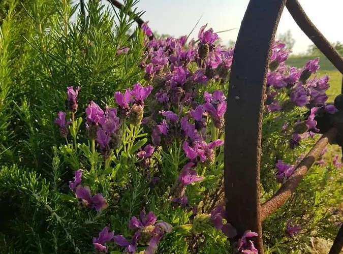 Montesterlino 3* Cesena